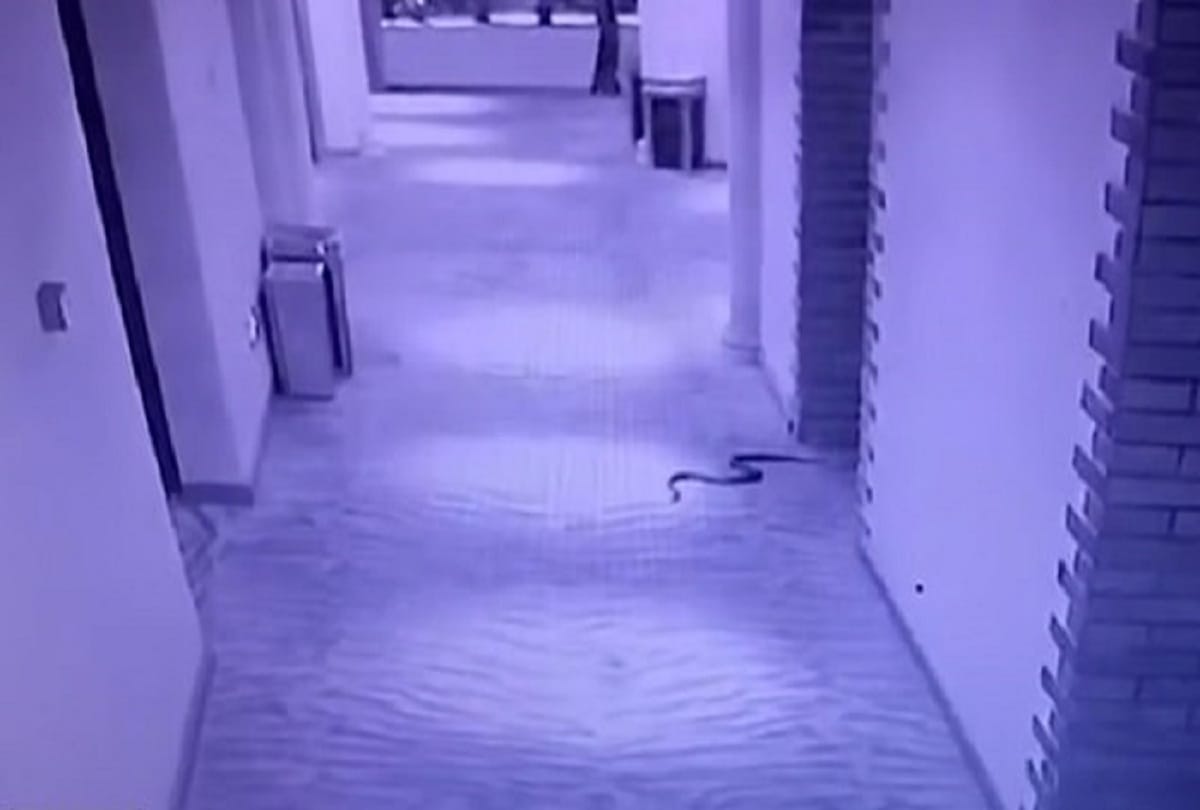 man uses snakes to rape woman dies after bite in china