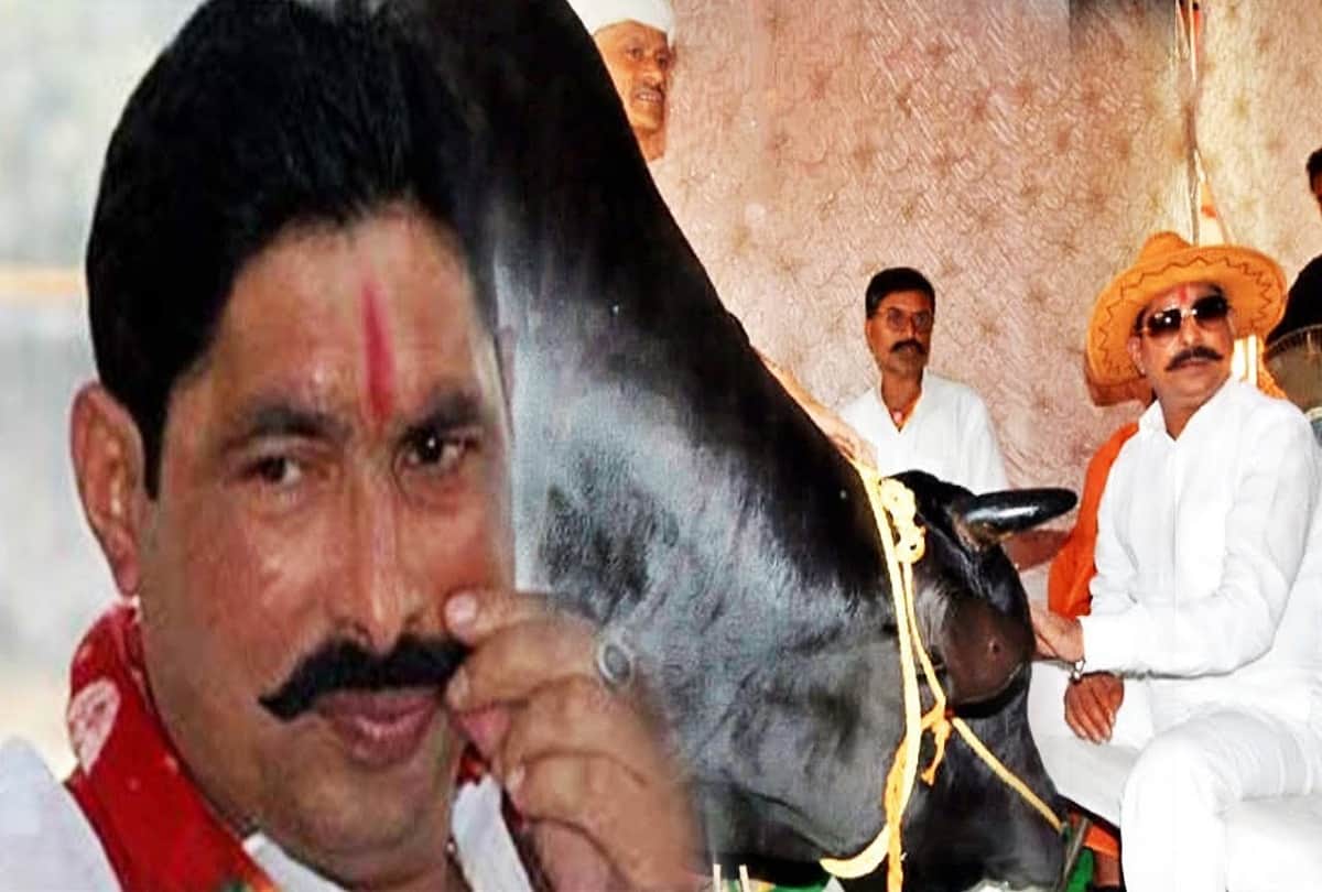 Strange Animal Lover Ties Animal with Gold Weird Pet News Wear Gold Chain