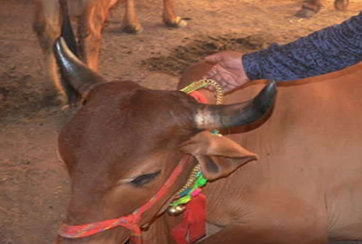 Strange Animal Lover Ties Animal with Gold Weird Pet News Wear Gold Chain