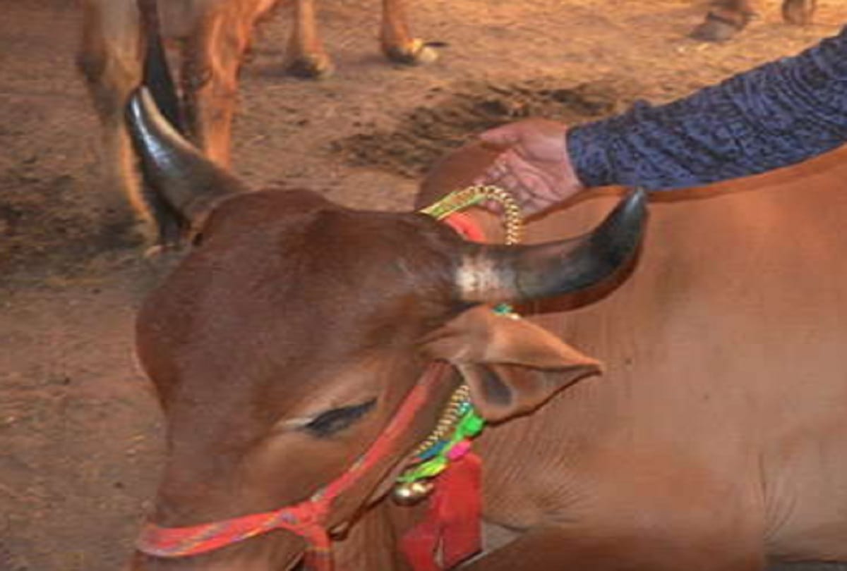 Strange Animal Lover Ties Animal with Gold Weird Pet News Wear Gold Chain