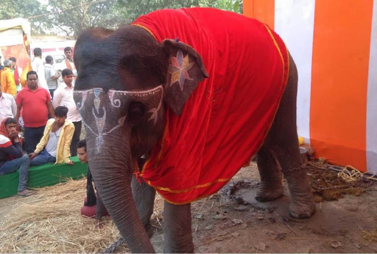 Strange Animal Lover Ties Animal with Gold Weird Pet News Wear Gold Chain