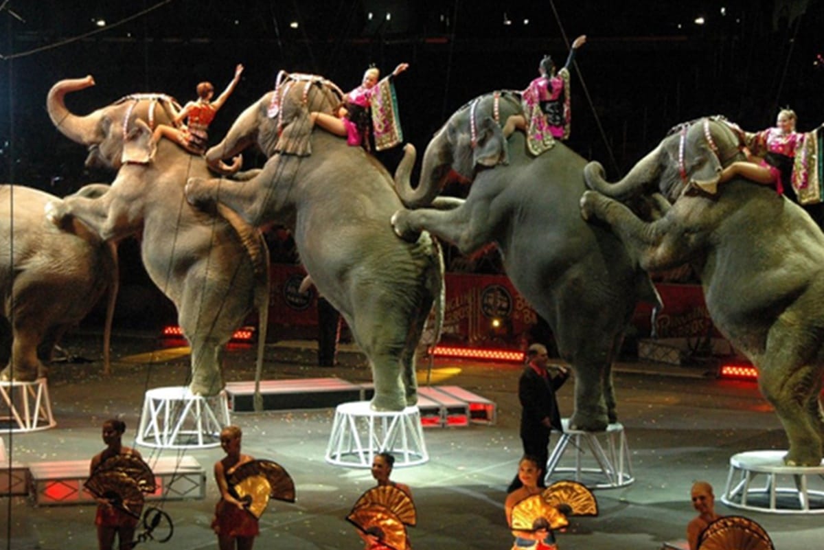 Central Government new draft rules will ban the use of all animals in circuses