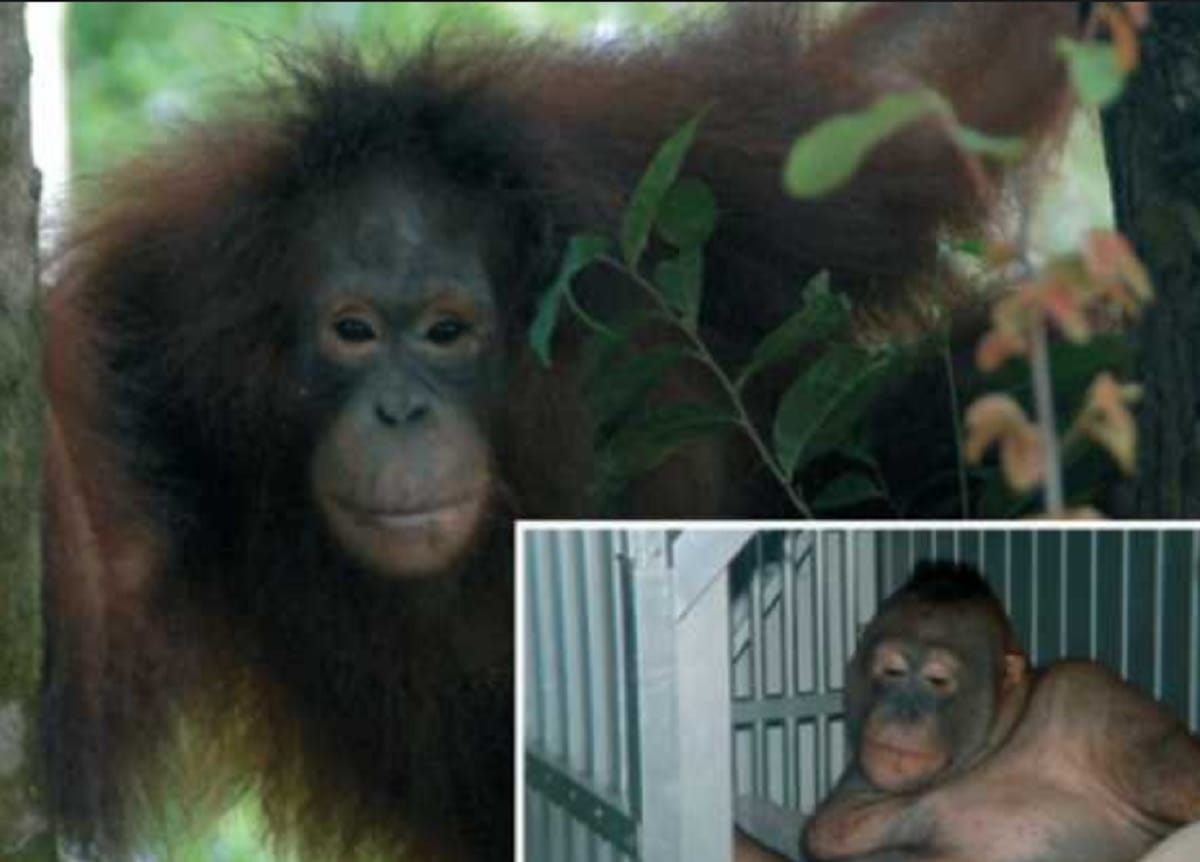 Weird Rape Story Strange Chimpanzee Prostitution News Indonesia