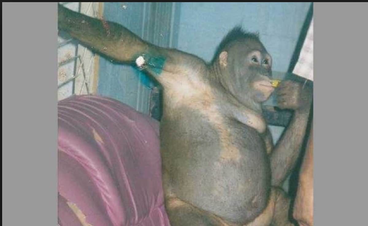 Weird Rape Story Strange Chimpanzee Prostitution News Indonesia