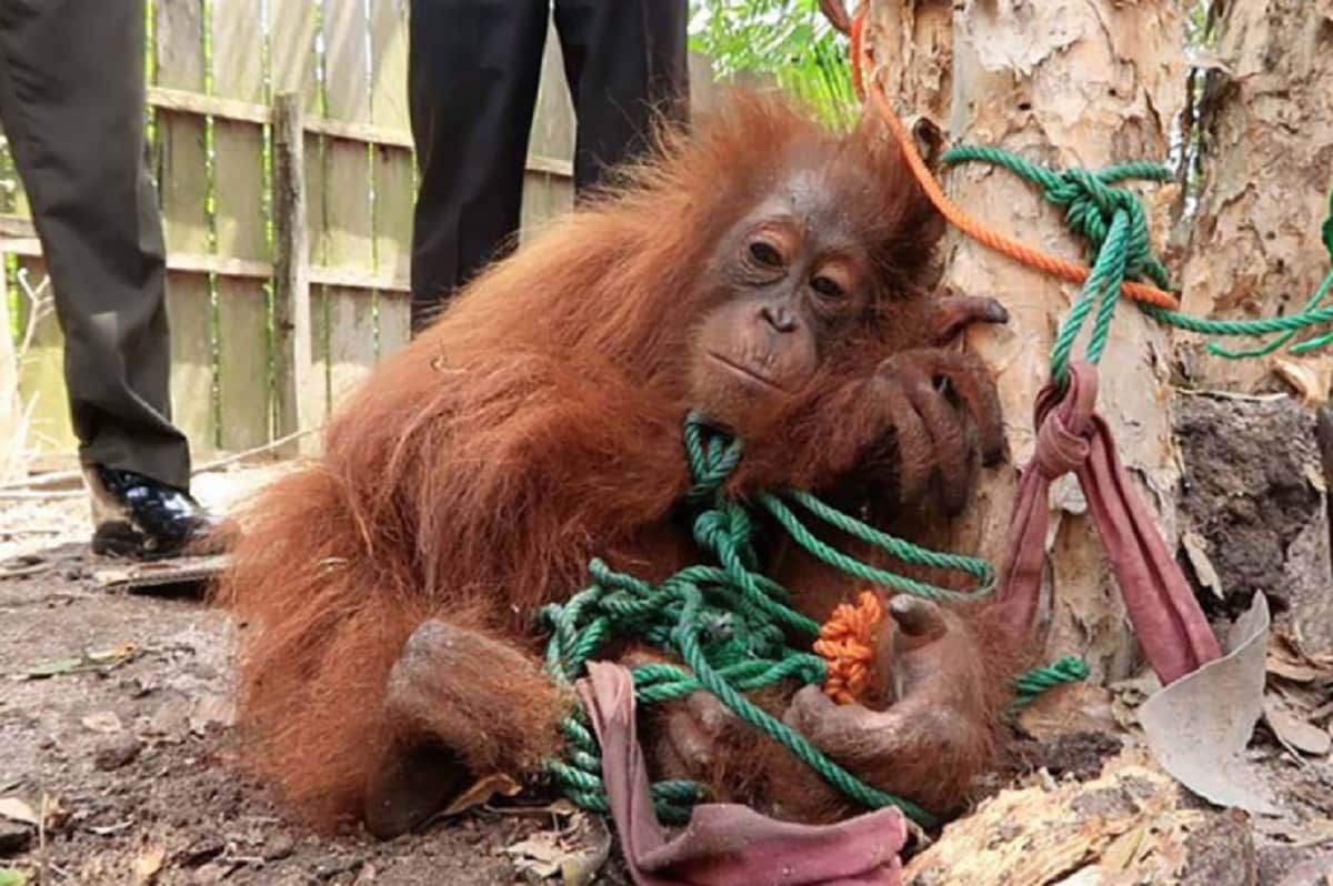 Weird Rape Story Strange Chimpanzee Prostitution News Indonesia