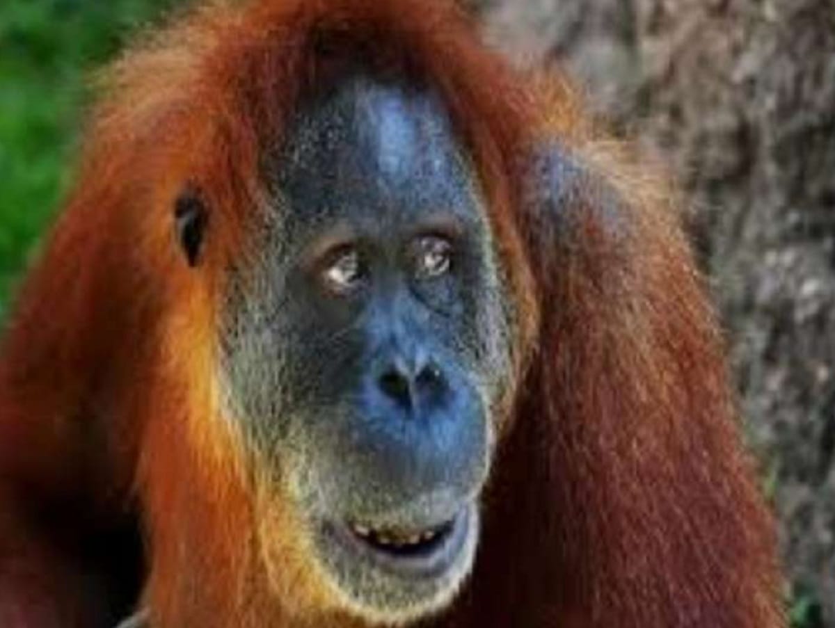 Weird Rape Story Strange Chimpanzee Prostitution News Indonesia