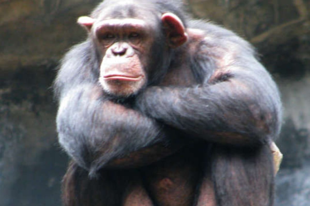 Asias oldest chimpanzee Rita health deteriorates in delhi zoo