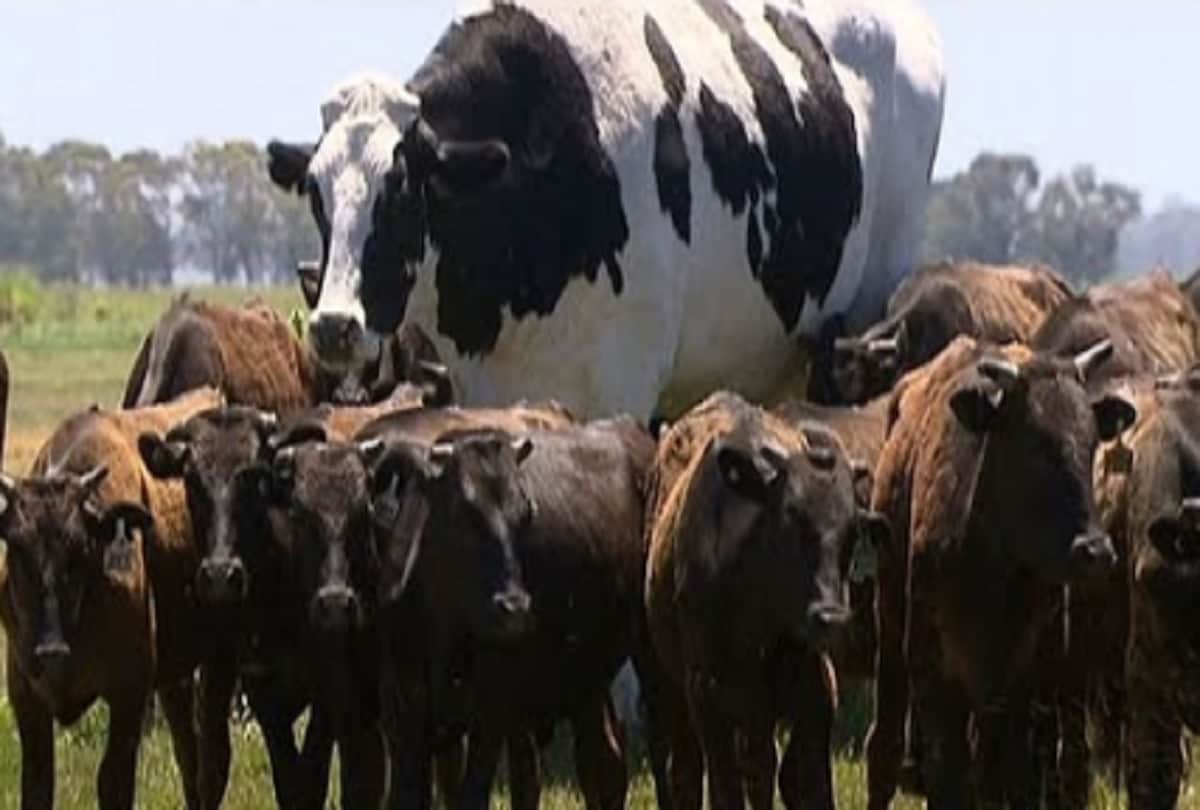 Worlds largest chicken merakli came in front after a 1400 kg of giant cow knickers