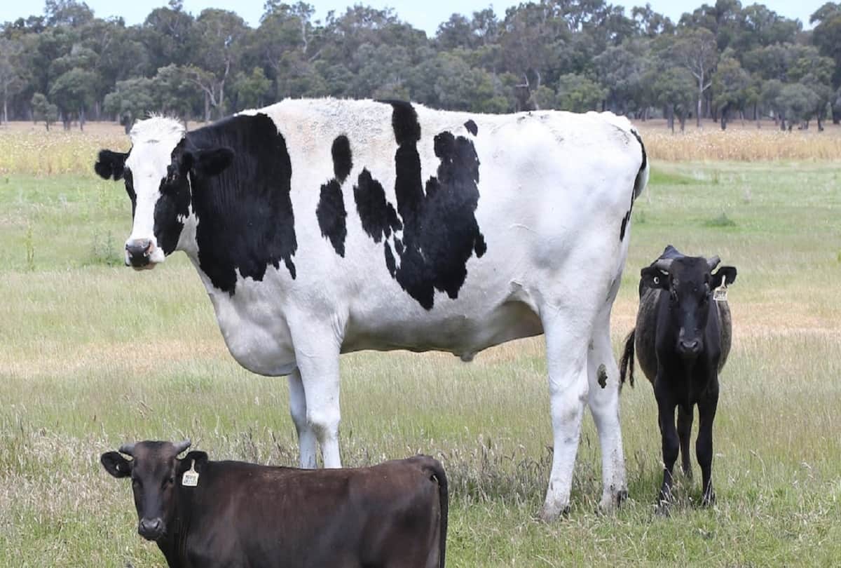 Three men jailed for intercourse with mare cow goat nine horses and unknown number of dogs Animals