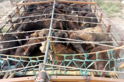 Meerut police rescue seventy animal from a truck going bihar to up