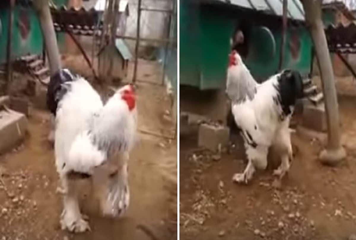 Worlds largest chicken merakli came in front after a 1400 kg of giant cow knickers