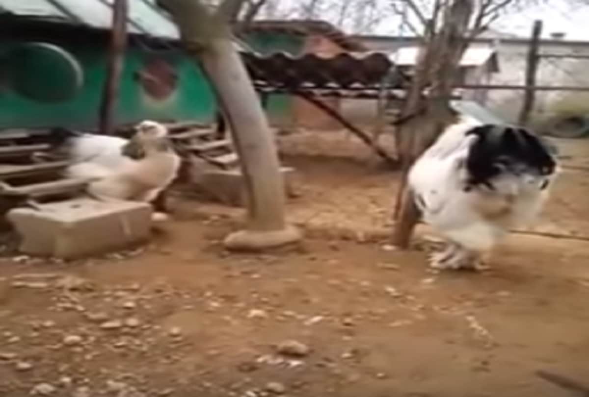 Worlds largest chicken merakli came in front after a 1400 kg of giant cow knickers