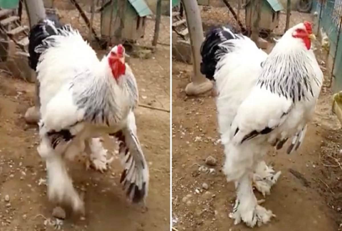Worlds largest chicken merakli came in front after a 1400 kg of giant cow knickers