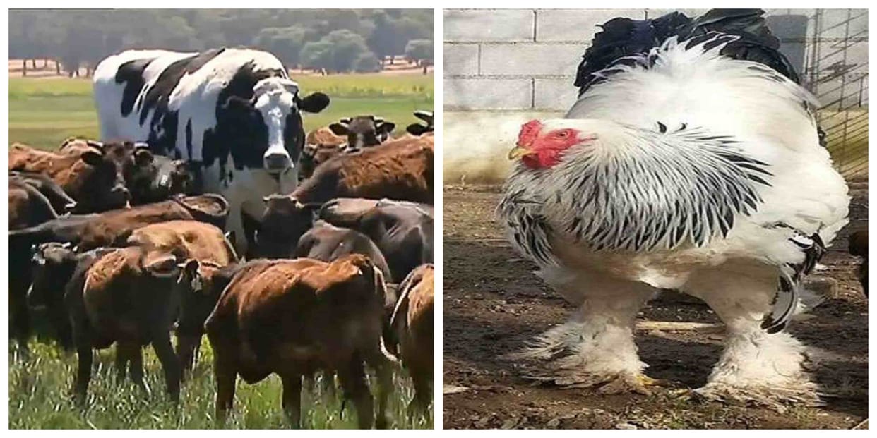 Worlds largest chicken merakli came in front after a 1400 kg of giant cow knickers