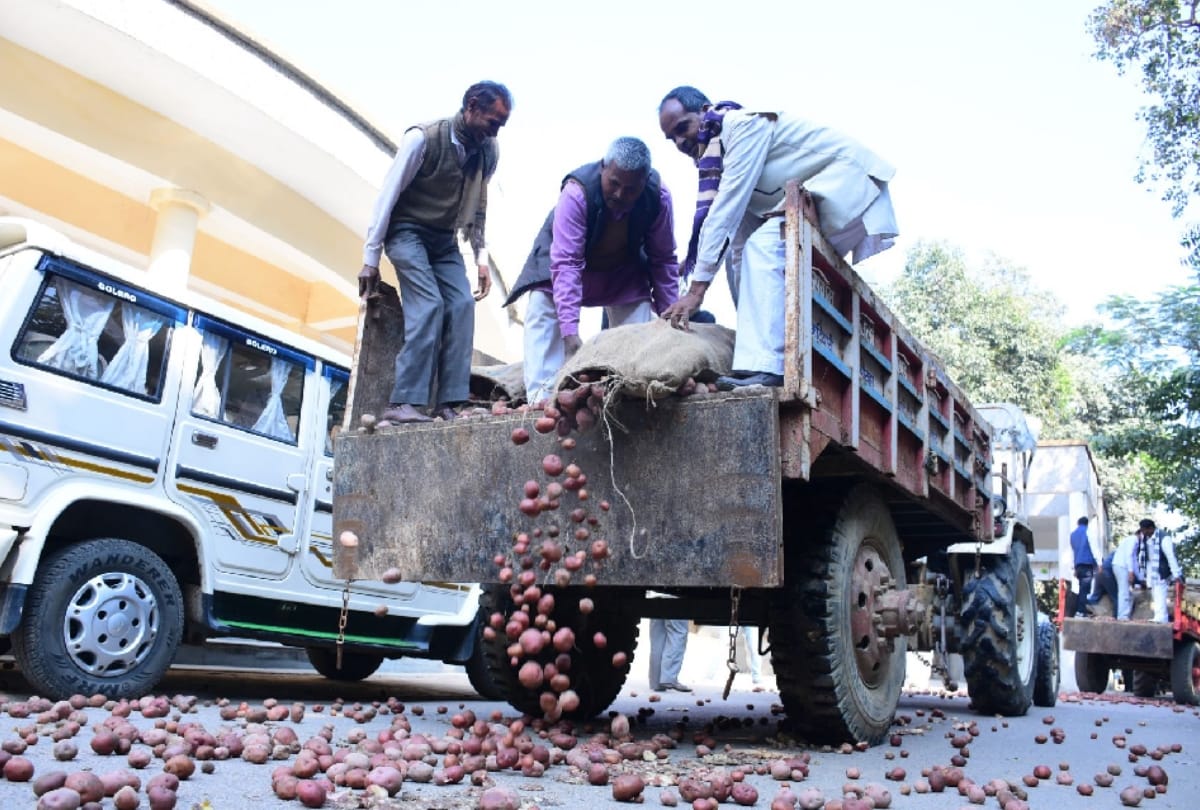 farmers through potato on road in barabanki