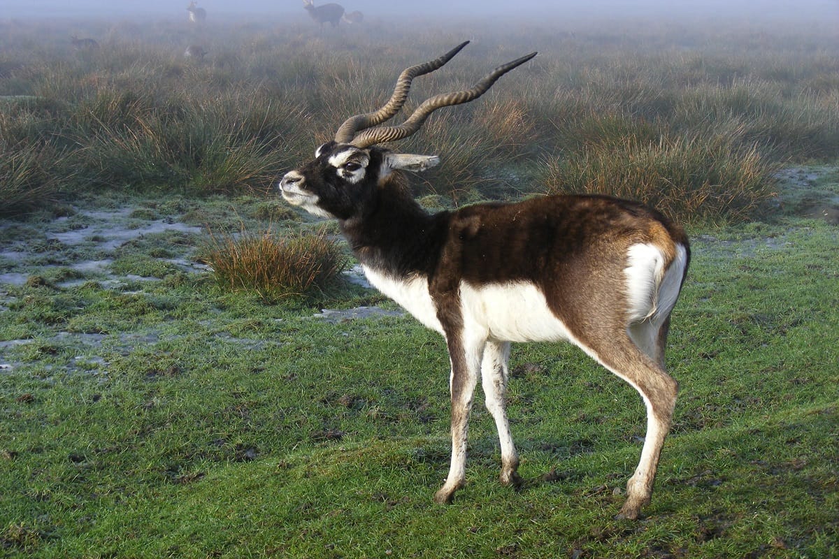 Gujrat : 6 black deer found dead in Sayaji Baug Zoo in Vadodara