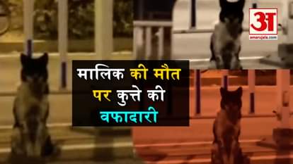 china dog viral video