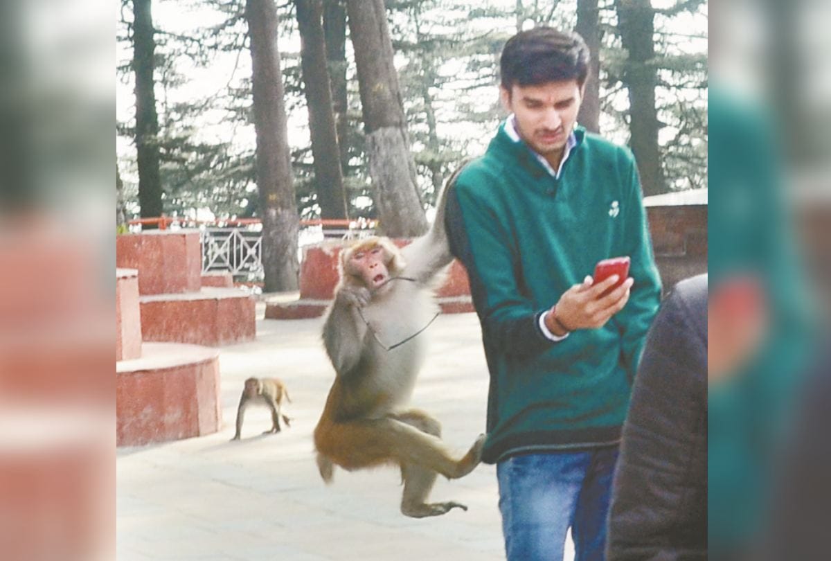 Shimla Jakhu temple Tourists annd local people face monkey trouble