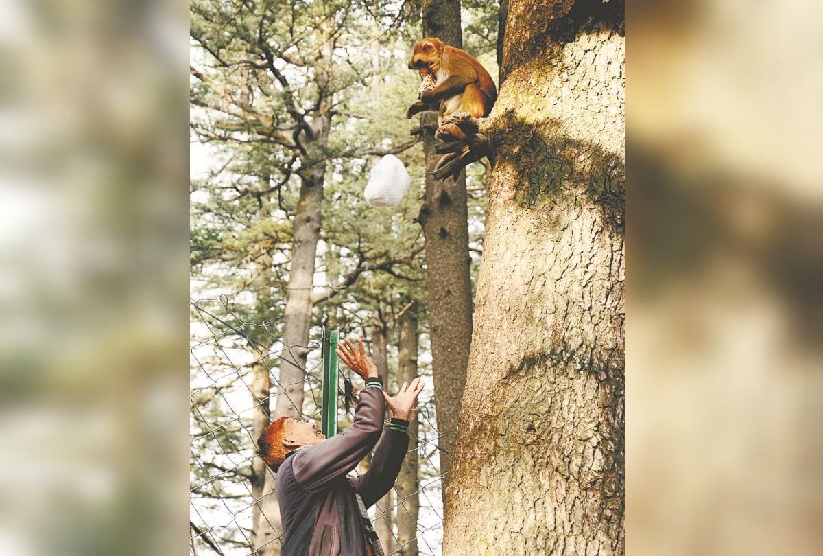 Shimla Jakhu temple Tourists annd local people face monkey trouble