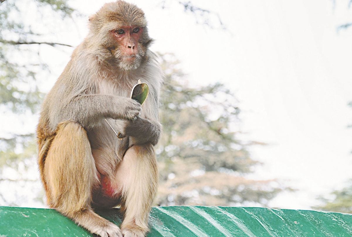 Shimla Jakhu temple Tourists annd local people face monkey trouble