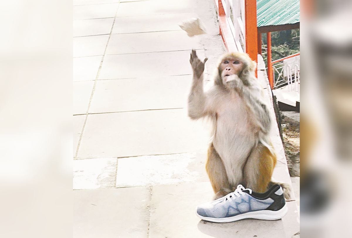 Shimla Jakhu temple Tourists annd local people face monkey trouble