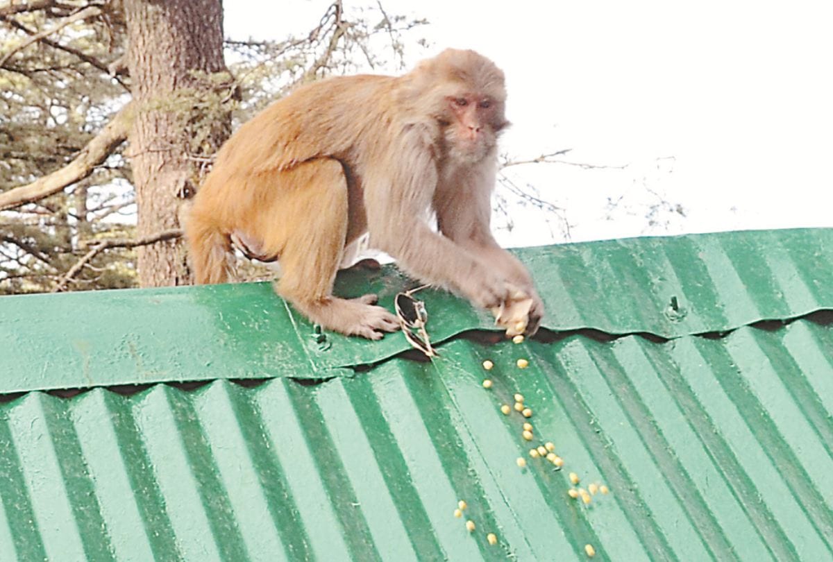 Shimla Jakhu temple Tourists annd local people face monkey trouble
