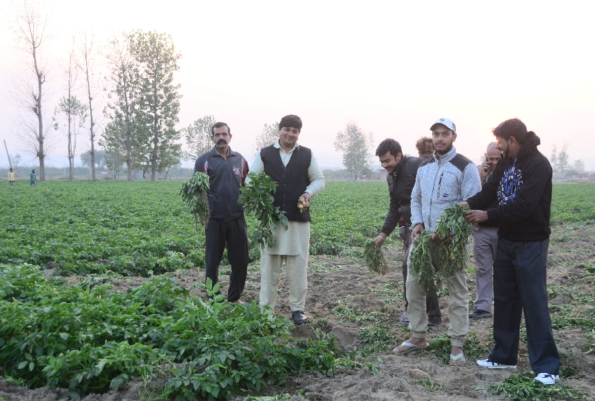 himachal local potato rate decreased and farmer in tension