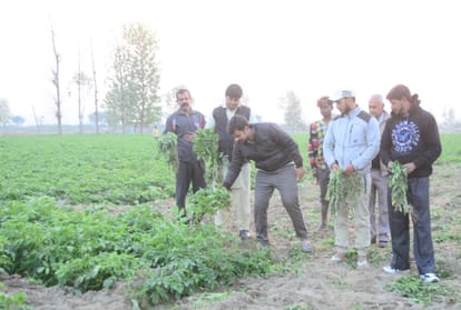 himachal local potato rate decreased and farmer in tension