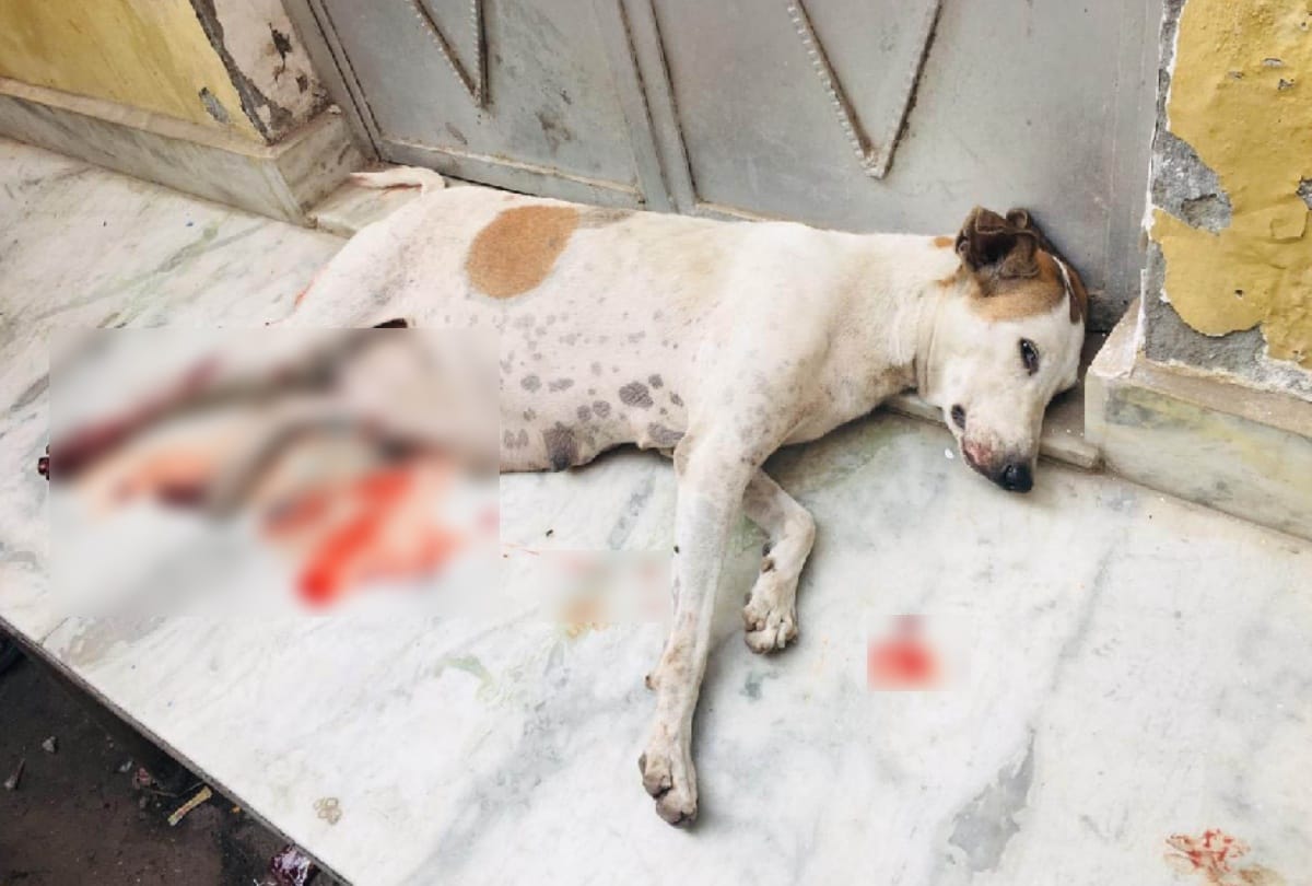 Delhi News : The dog was beaten to death for barking