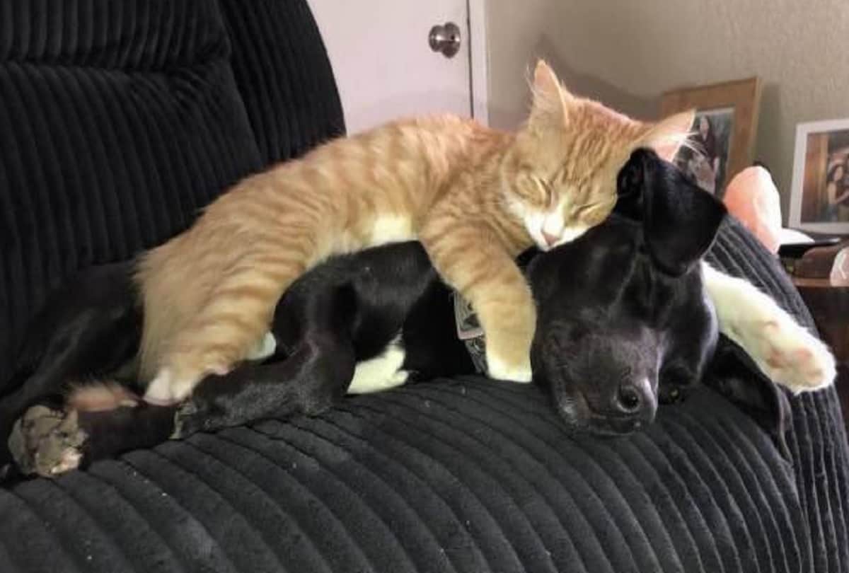 funny photos going viral on internet