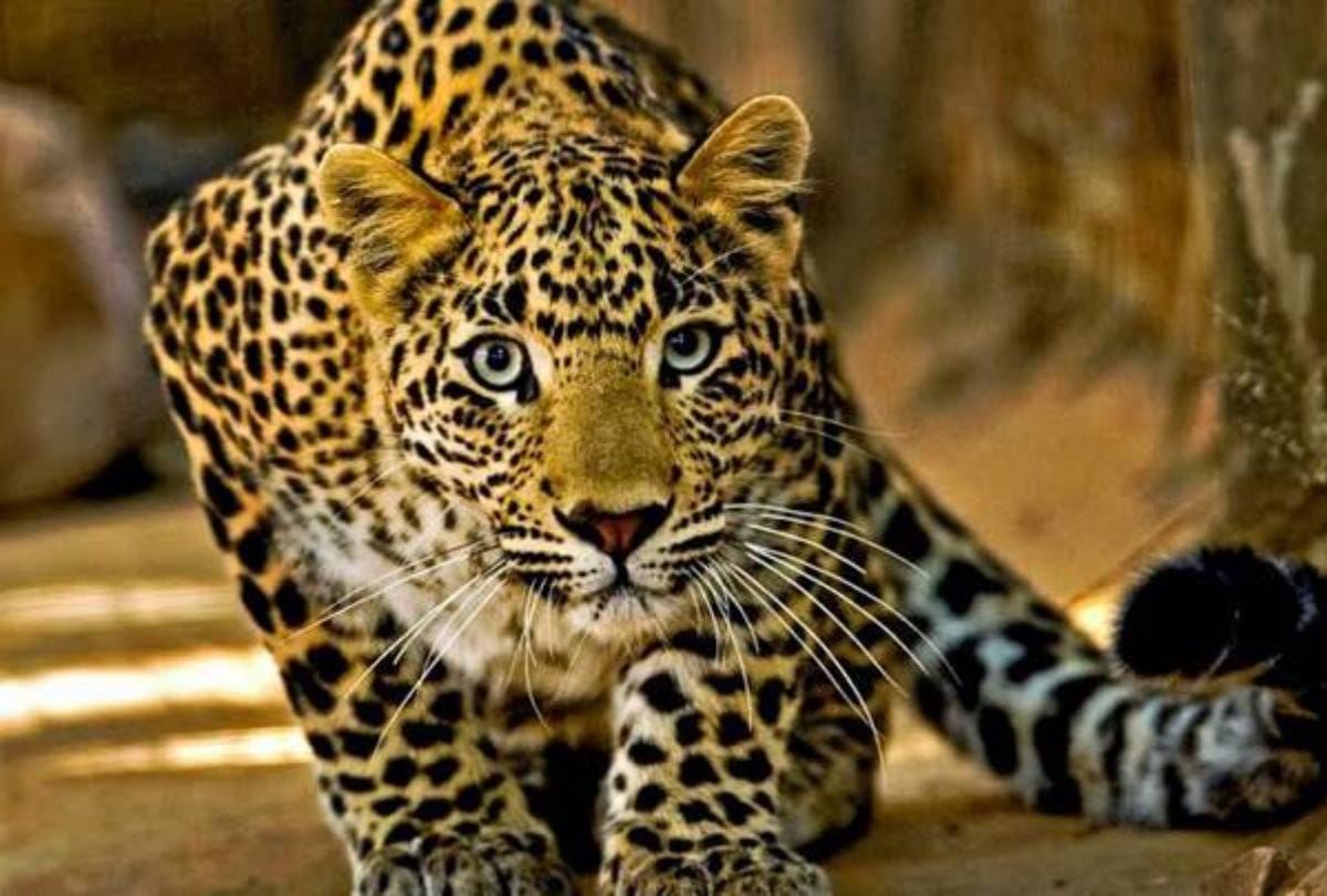 leopard takes 12 old kid to sugarcane farm from house in bahraich