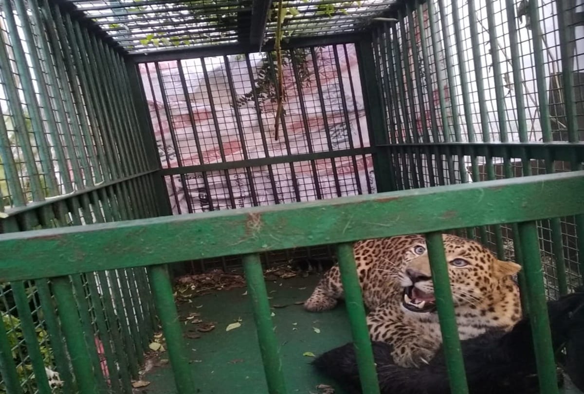 Leopard finally caught by Forest department in Pilibhit
