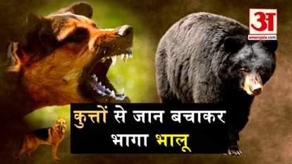 dogs attack on bear viral video chdrapur maharashtra
