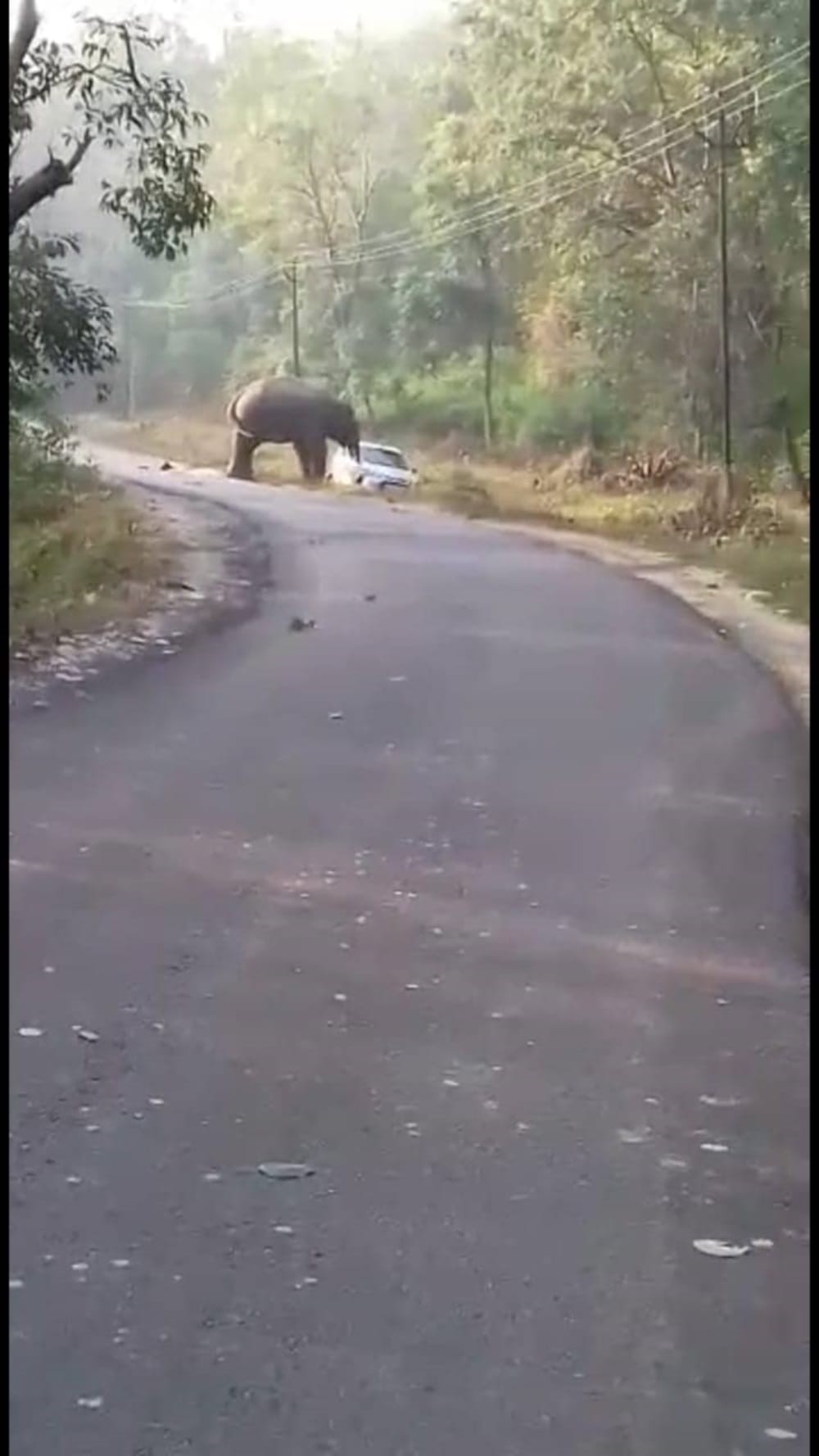 elephant block transportation while leopard hunts goats in bahraich