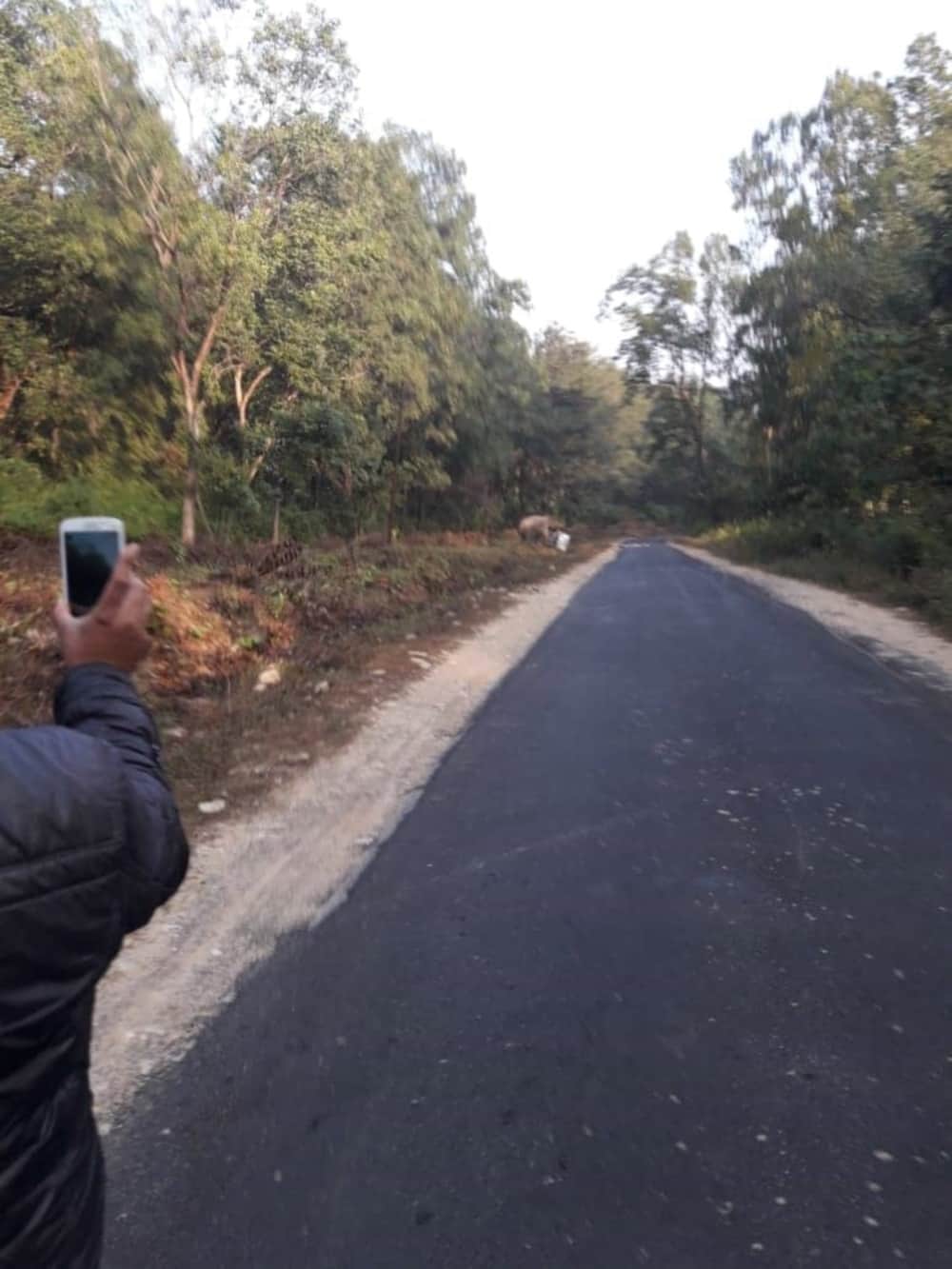 angry elephant turn teacher car in ramnagar