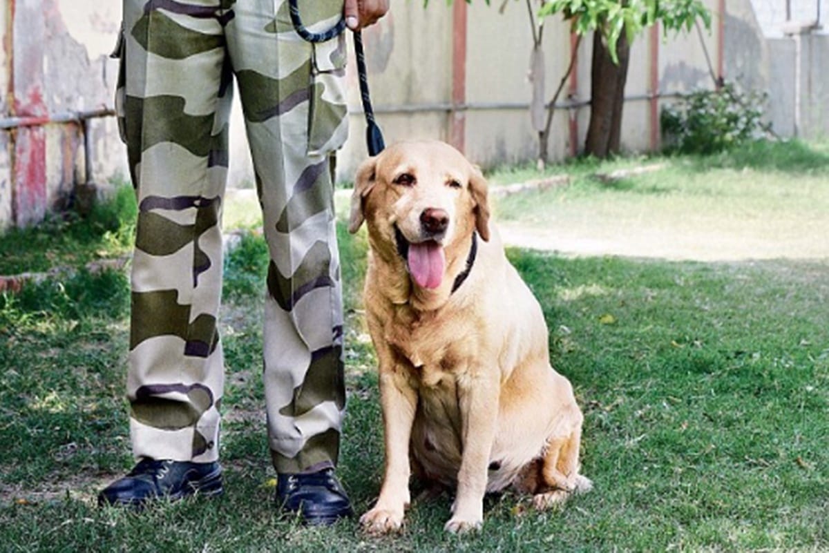 soon airport security done by real dogs will be a past thing as robotics canines are replacing them
