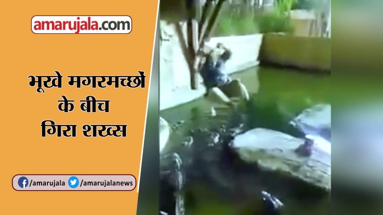 मगरमच्छ के बीच गिरा शख्स