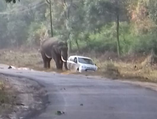 Tusker sabotaged Alto car, teachers escaped and escaped
