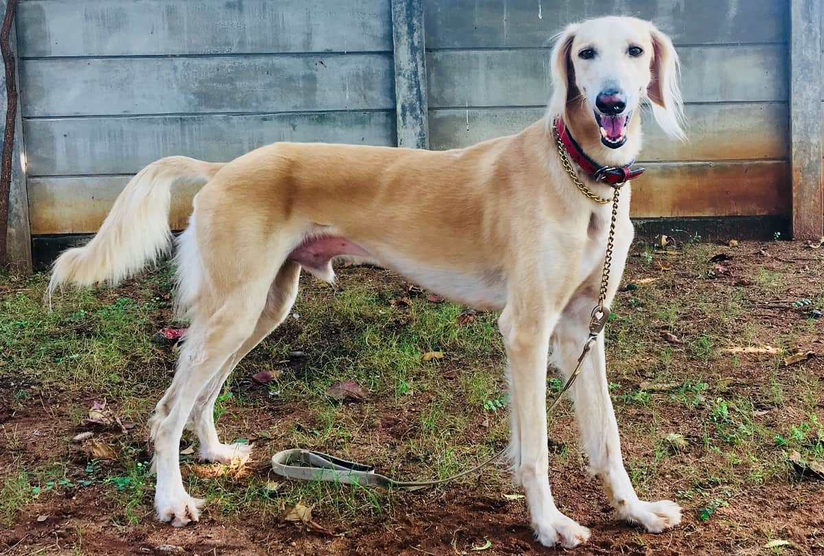 Strange Hilarious Dog Runs 100 Km to Snap His Owner in New Mexico Weird News