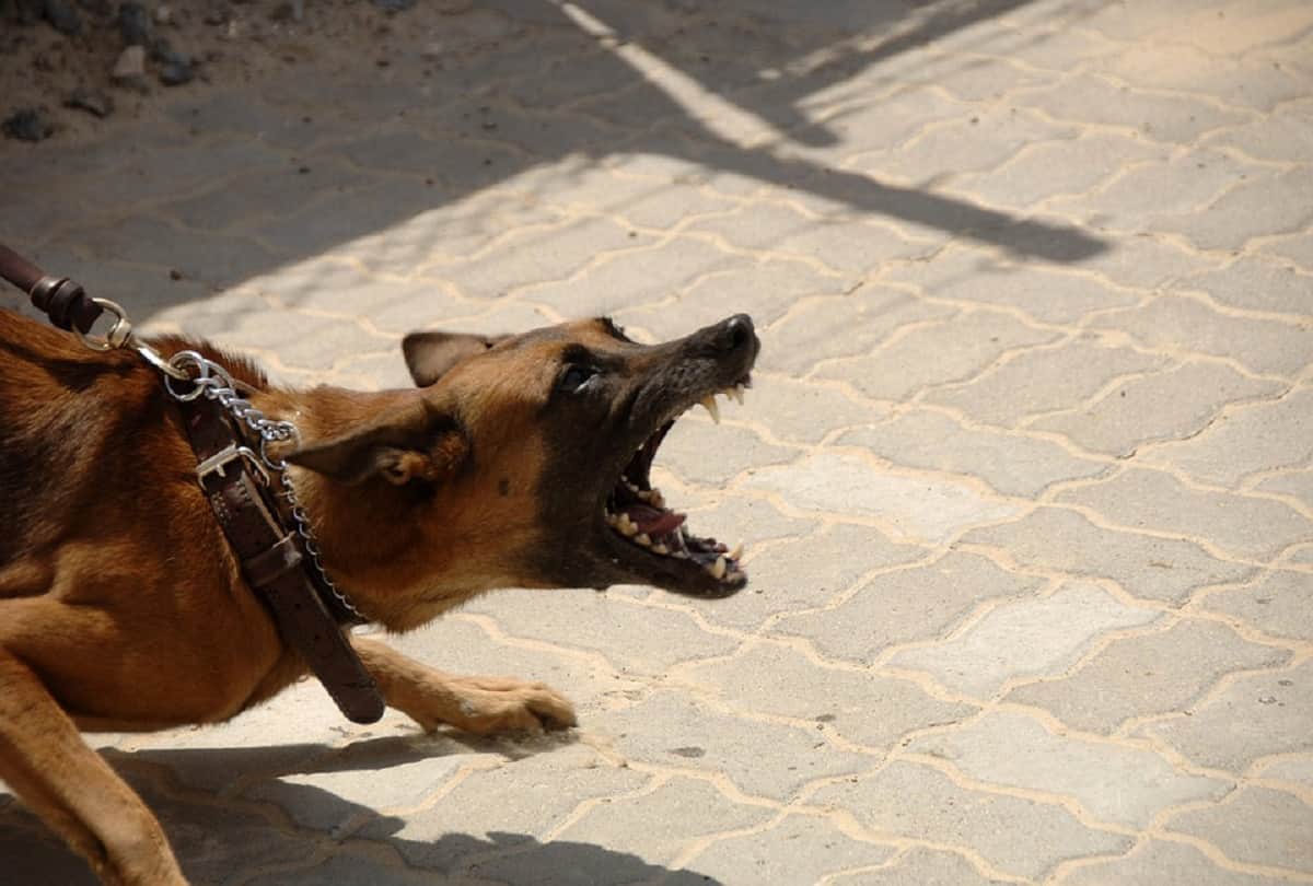 Strange Hilarious Dog Runs 100 Km to Snap His Owner in New Mexico Weird News