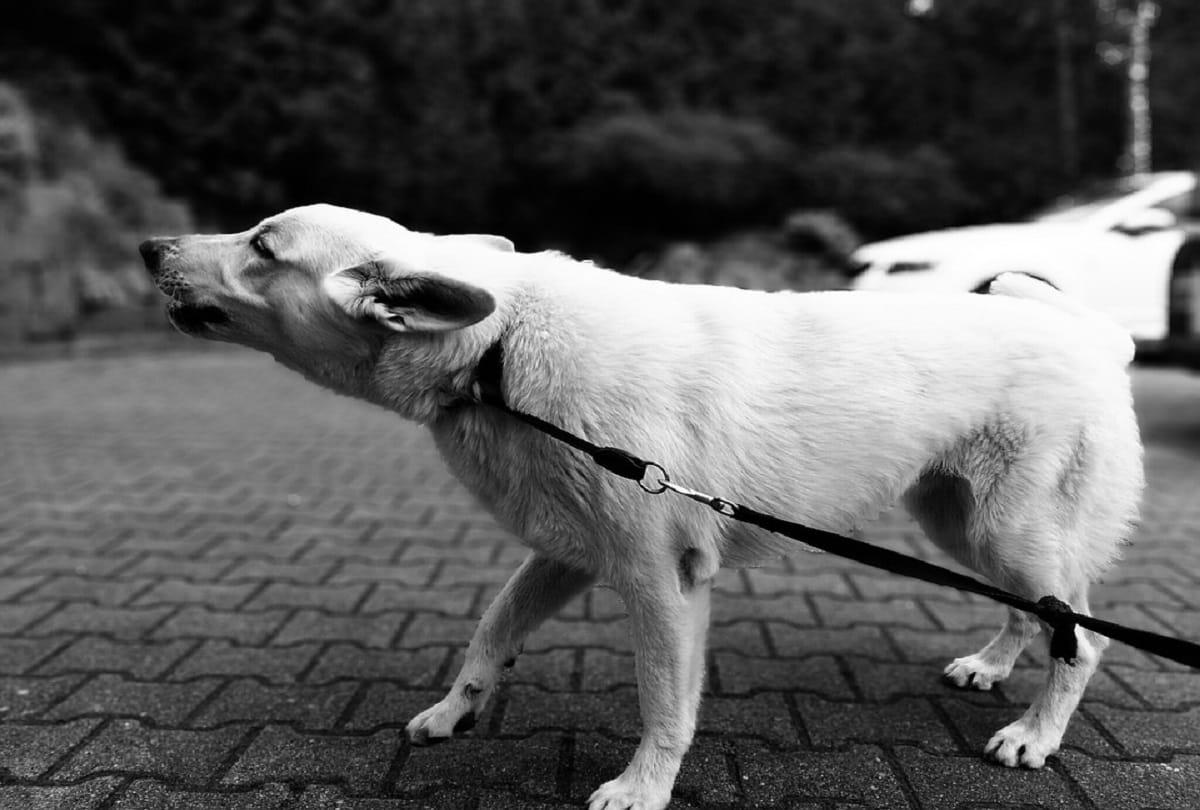 health experts tips to save life from dog bite, stray dogs