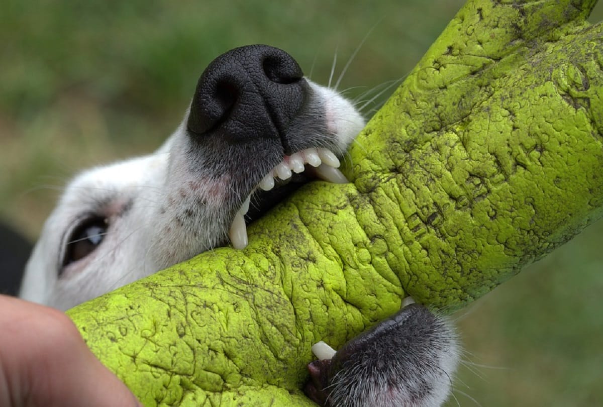 women adovocate bite by her friends Dog now she want Police action