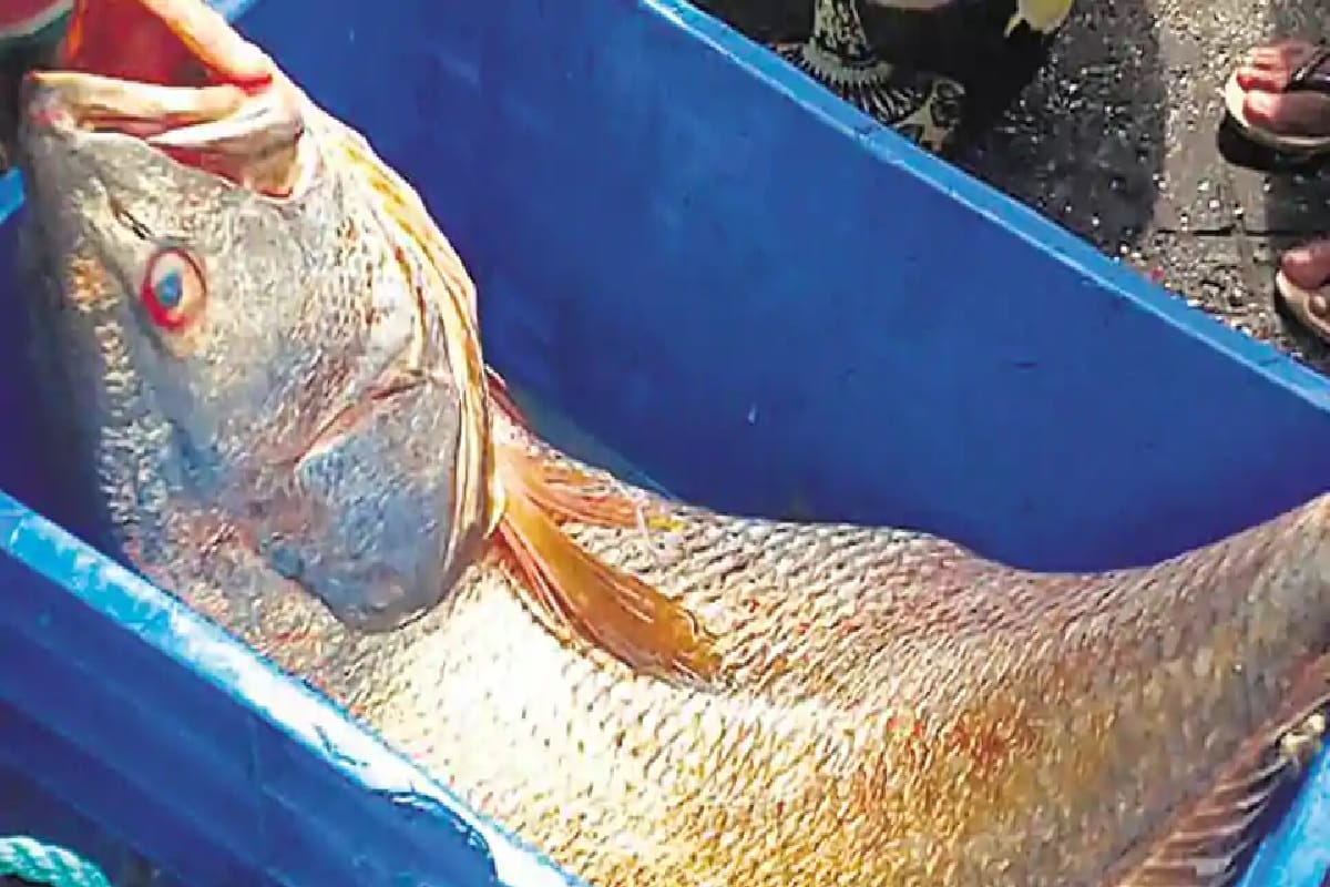 Fisherman gets one crore's ghol fishes from the trap