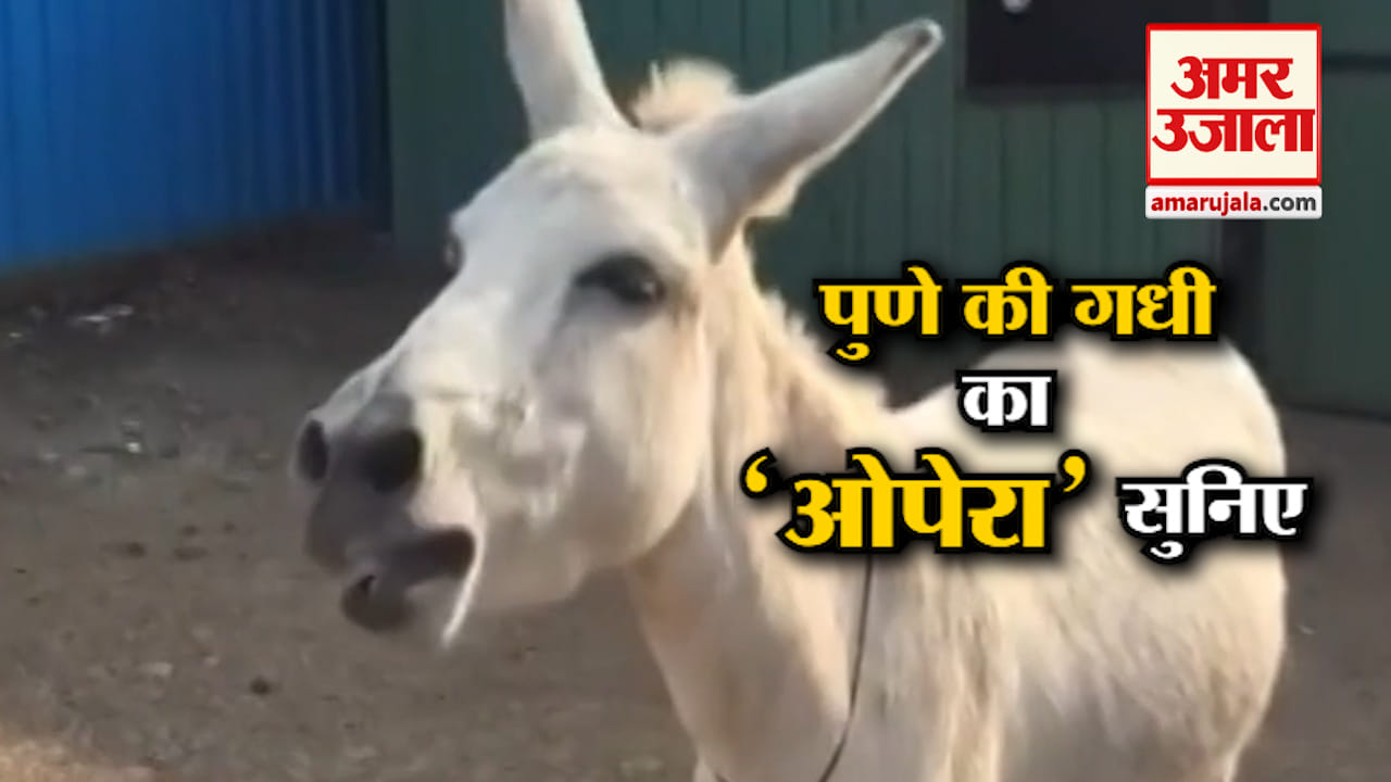 SINGING DONKEY