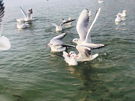 Lakes and lakes swarming with the influx of migratory birds