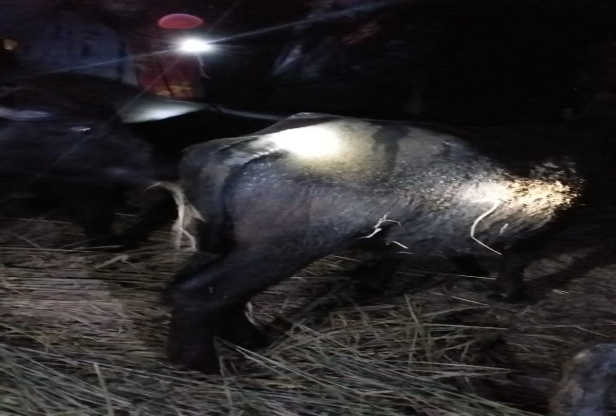 Buffalo burnt alive in cowshed due to fire in paonta himachal