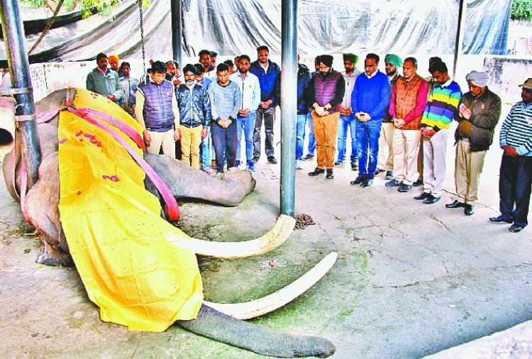 The Oldest Elephant of Asia Raj Mangal dies at age of 70 at Chhatbir Zoo Zirakpur