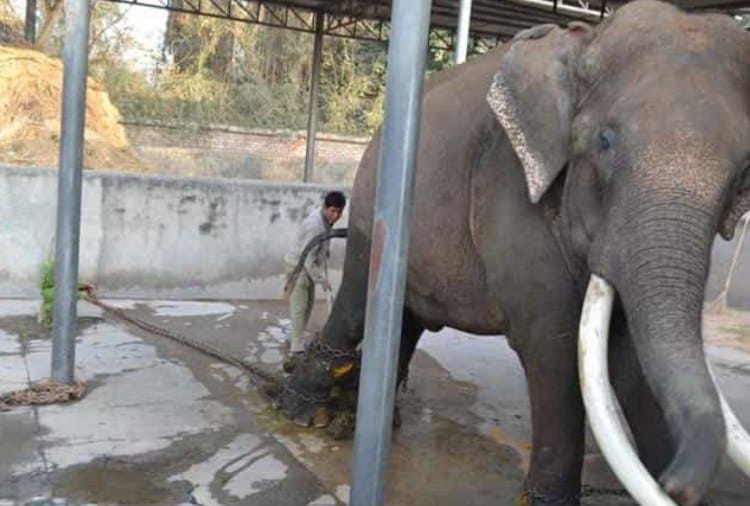 The Oldest Elephant of Asia Raj Mangal dies at age of 70 at Chhatbir Zoo Zirakpur