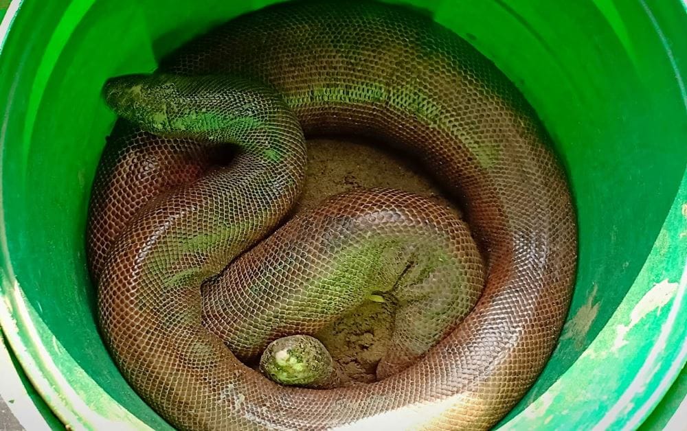 two mouth snake smuggling in piran kaliyar