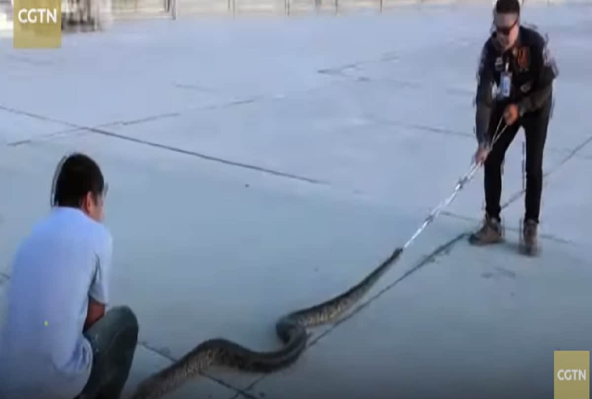 Workers Find 12 Foot Long Python Sleeping on Factory Gate in Thailand